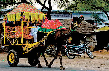 camel-drawn.jpg