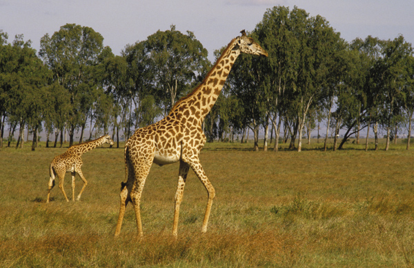 AFRICA2_1.jpg