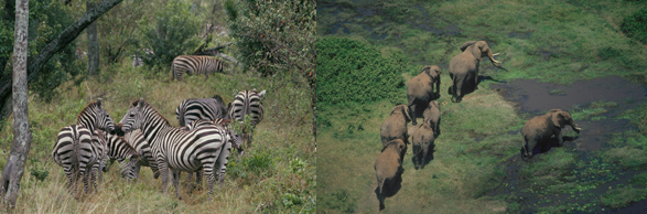 AFRICA2_2.jpg
