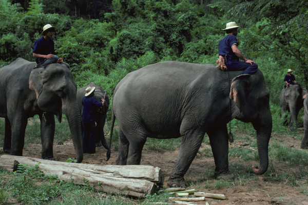 Thailand6.jpg